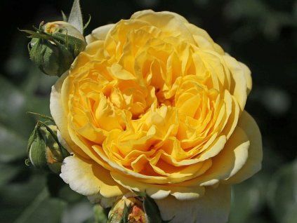 Rose 'Inka' (Containerverpackung C2)