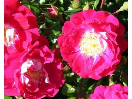 59280 1 rosa Lippenstift