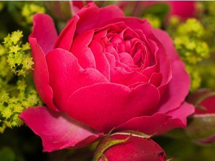 Rose 'Magic Rokoko' (Container C2)