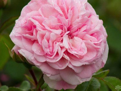 Rose 'Mariatheresia®' (Container C2)