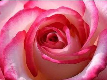 Rose 'Maxim®' (Topfgröße C2)