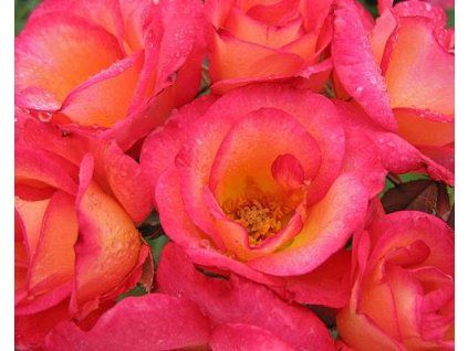 59301 1 Melicolor-Rose