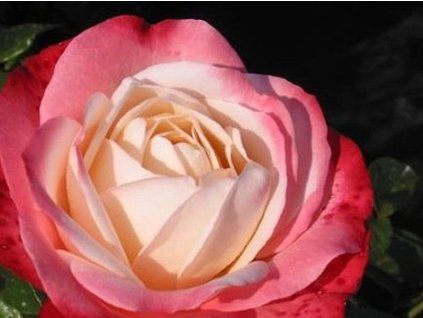 Rose 'Nostalgie®' (Container C2)