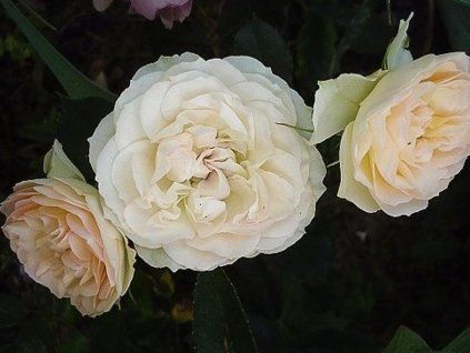 Rose 'Pastella®' (Container C2)