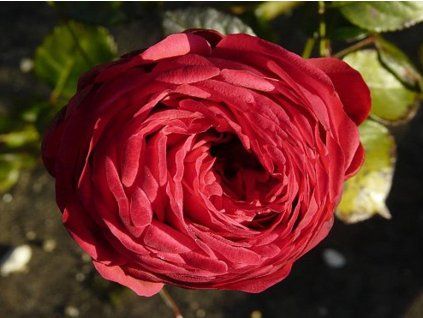 Rose 'Piano®' (Container C2)