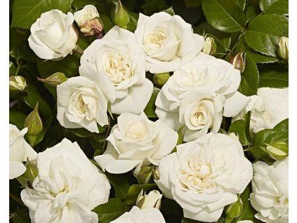 59352 1 ruze prague castle