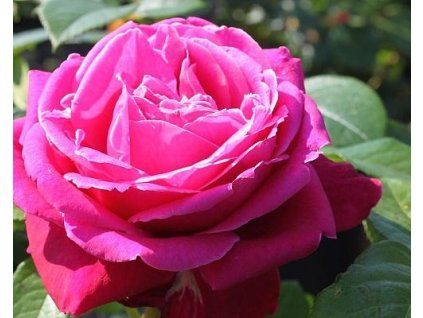 59391 1 Rose Königlicher Duft