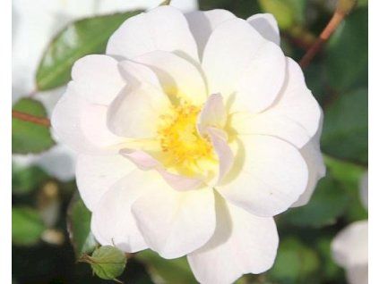 59400 1 ruze schneekonigin