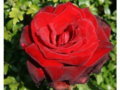 59409 1 Rosen-Sommerduft