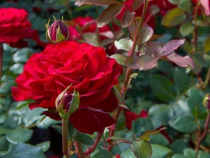 Rose 'Störtebeker®' (Container C2)