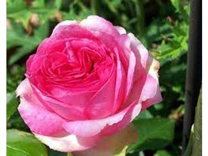 59433 1 Rosenwalzer Traum