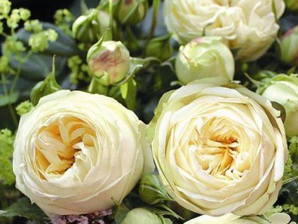 Rose 'Wedding Piano®' (Container C2)