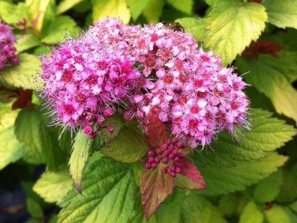 63327 tavolnik japonsky magic carpet