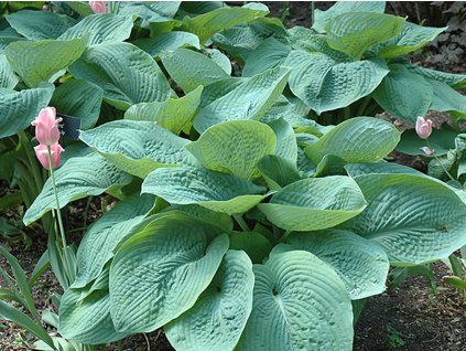 70326 2 bohyska elegans hosta sieboldiana elegans