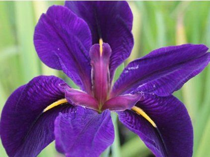schwarze Iris