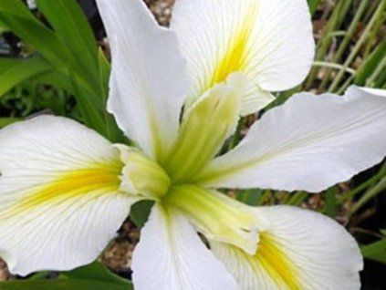 weiße Iris