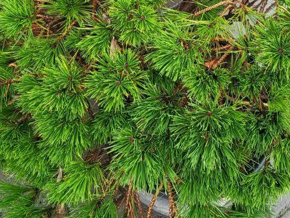 Pinus nigra 'Globosa' (2)