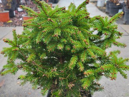 Picea abies 'Barryi' (2)