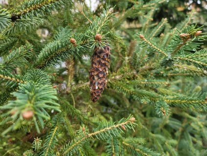 Picea abies 'Aurea Magnifica' (1)