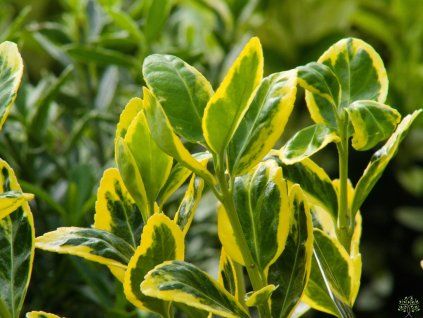 Euonymus Marieke (1)