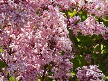 Syringa Palibin (1)