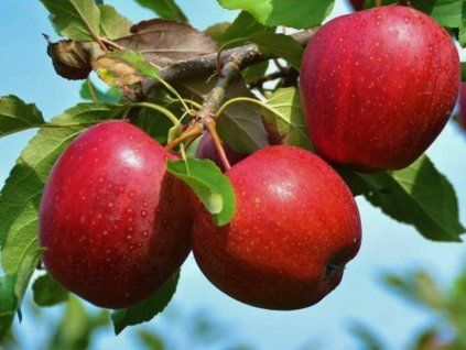 79200 1 jablon andera