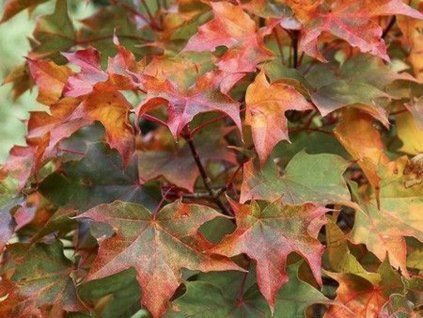 reichlich Überraschung2