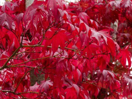 Acer palmatum Fireglow (2)