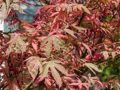 Acer palmatum Shirazz