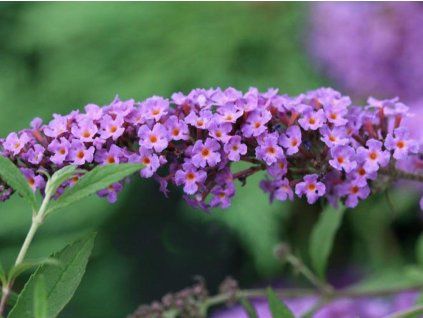 Sie werden in der Lage sein