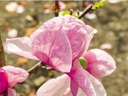 pink delaight
