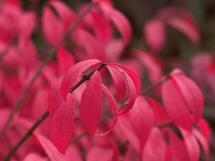 proven winners euonymus unforgettable fire burning