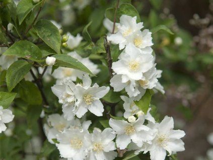 80031 1 pustoryl dame blanche