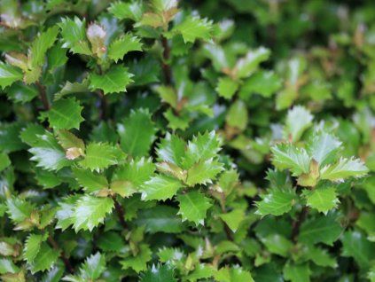 Ilex Mondo LITTLE RASCAL 02