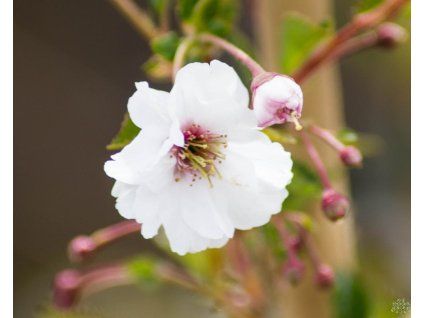 Prunus Hally Jolivette2