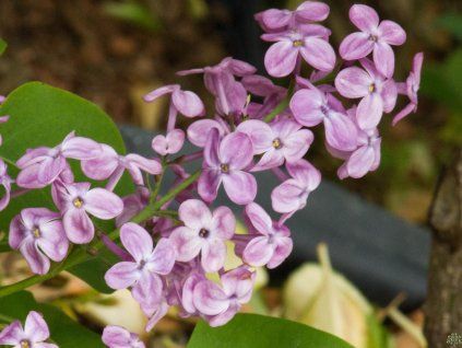 Syringa Pocahontas (1)