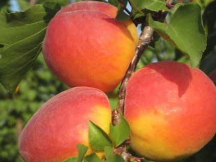 81010 merunka congat