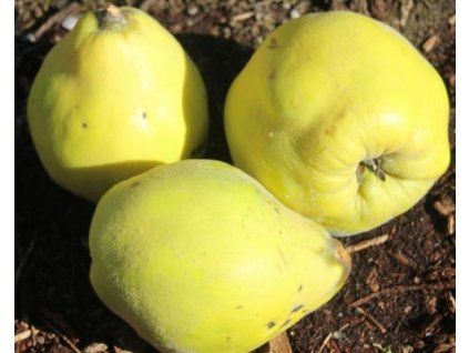 81085 kdoulon pinterova