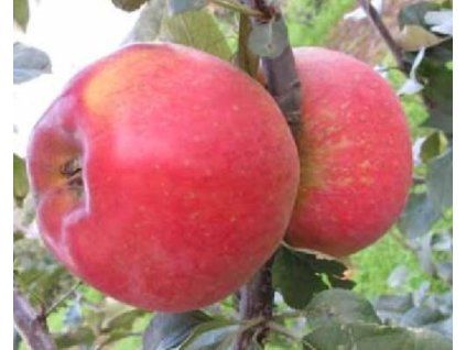 81164 jablon nikoleta