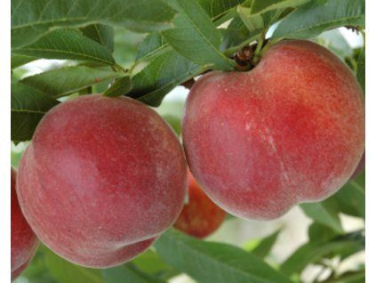 86942 broskvon sugar time