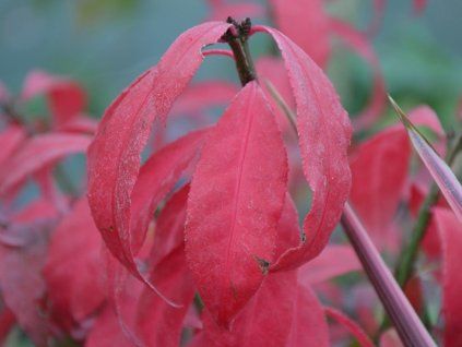 euonymus alatus little moses odom