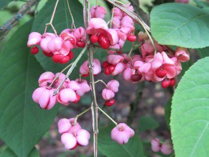 Euonymus phellomanus
