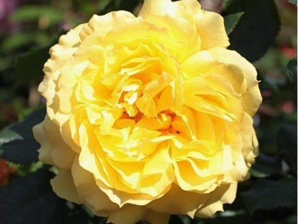 Chinesisches Mädchen