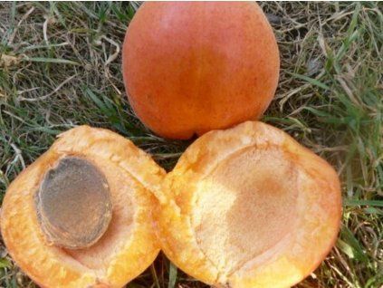 94646 1 merunka legolda