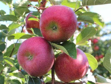 94715 jablon rubelit