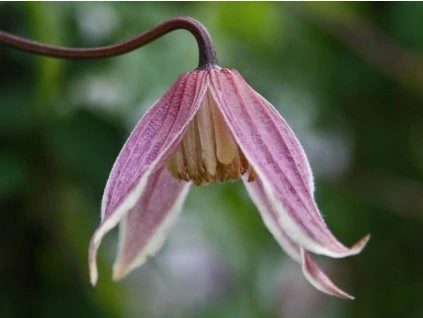 Columella 2 1024x1024