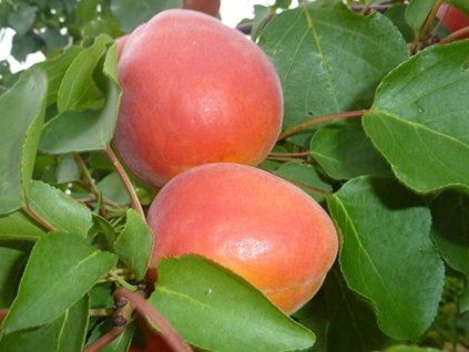 95189 1 merunka digat