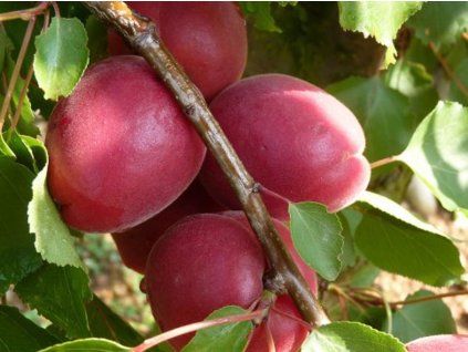 95192 1 merunka iziagat