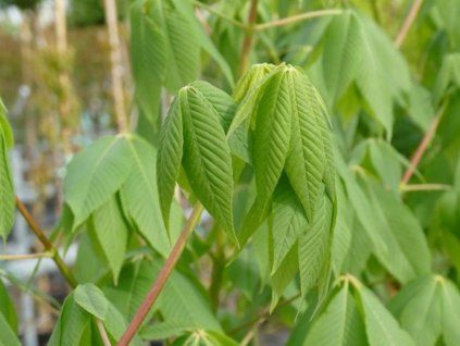 95420 jirovec arnolduv