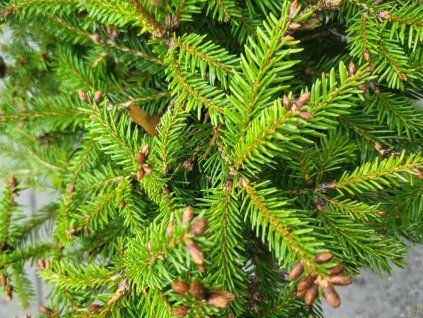Picea abies 'Ohlendorffii' (1)